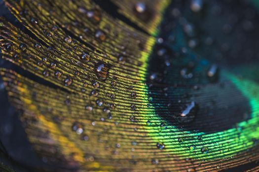 macro water drops beautiful exotic peacock feather. Resolution and high quality beautiful photo