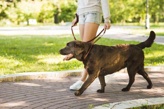 woman walking with her dog walkway park. Resolution and high quality beautiful photo