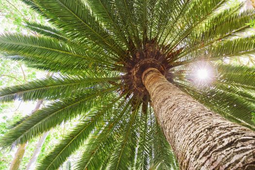 sun flare tropical date palm tree. Resolution and high quality beautiful photo