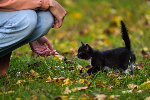 Small black kitten with a white breast warily walks through a field of green grass covered with yellow leaves to a human stretching out his hand to the kitten. Idea of adoption of abandoned pets