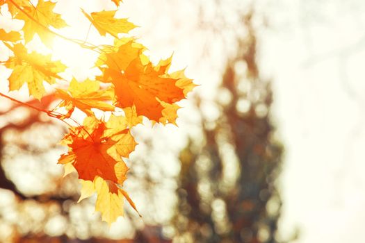 Beautiful autumn background with yellow and red leaves.