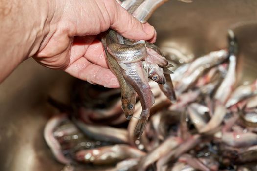 Hand sorts the catch of fresh raw smelt fish caught in the sea. Close up