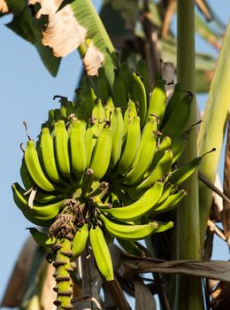 A bunch of unripe green bananas on a tree, sunny day, Goa, India