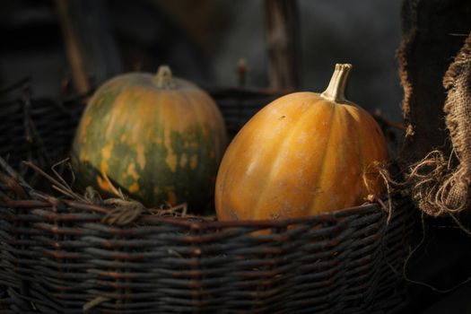 Fresh pumpkins in a wicker basket