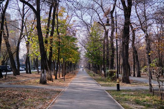 Treelined footpath in a park, Almaty, Kazakhstan