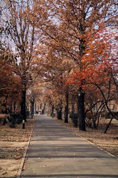 Treelined footpath in a park, Almaty, Kazakhstan