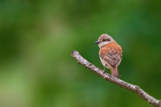 a female red backed shrike foraging