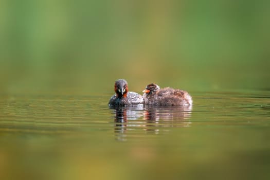 a Little grebe family swims while feeding on a pond
