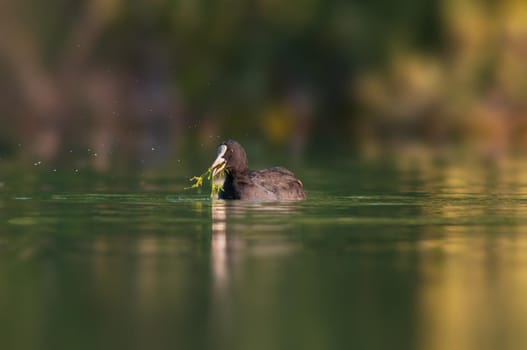 a bald coot swims on a pond