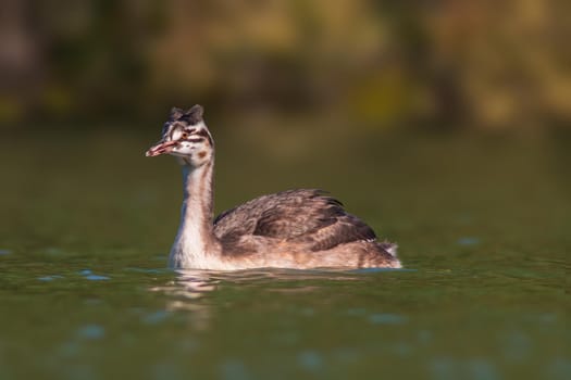 a young great crested grebe chick swims on a pond