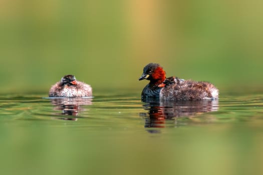 a Little grebe family swims while feeding on a pond