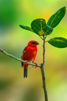 a madagascan red fody sits on a branch