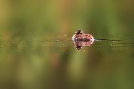a young little grebe chick swims on a pond