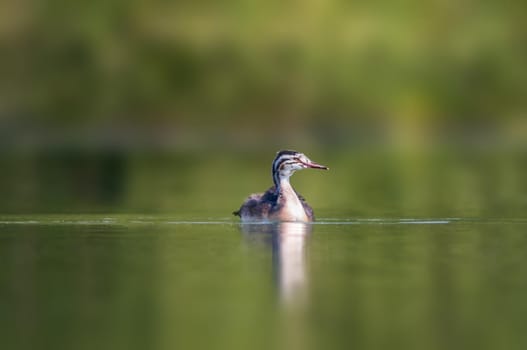 a young great crested grebe chick swims on a pond