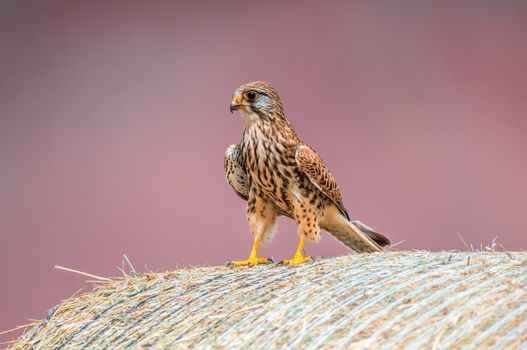 a young falcon on the hunt for prey