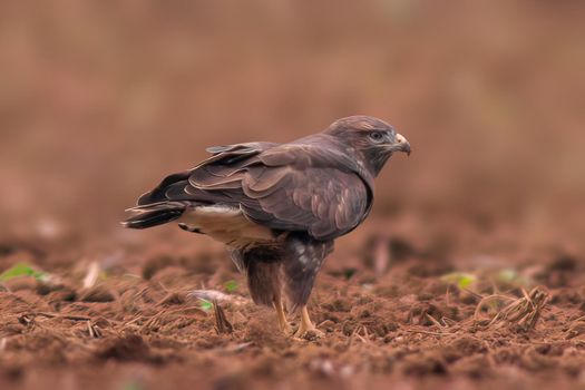a busard on the hunt for prey