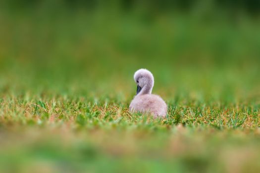 a young swan chick on a green bank
