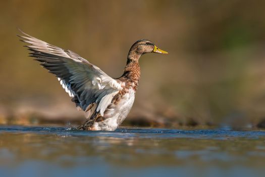 a duck starts the flight on a pond