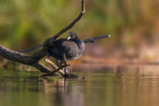 a bald coot sunbathes on a pond