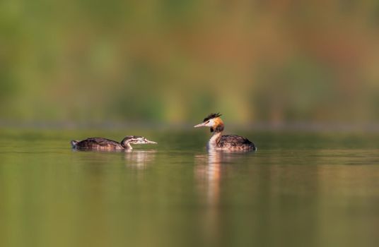 a great crested grebe family at feeding on a pond