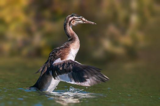 a young great crested grebe chick starts the first attempts at flight on a pond