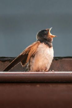 a young barn swallow at feeding