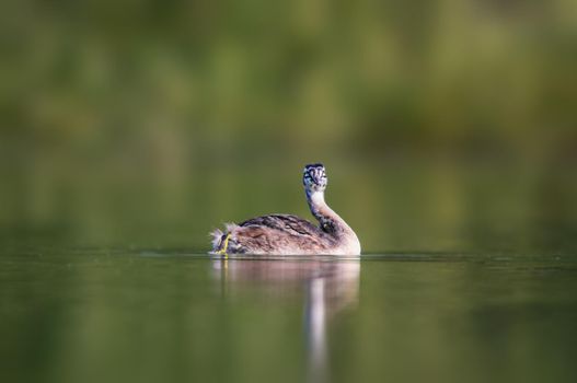 a young great crested grebe chick swims on a pond