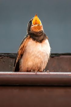a young barn swallow at feeding
