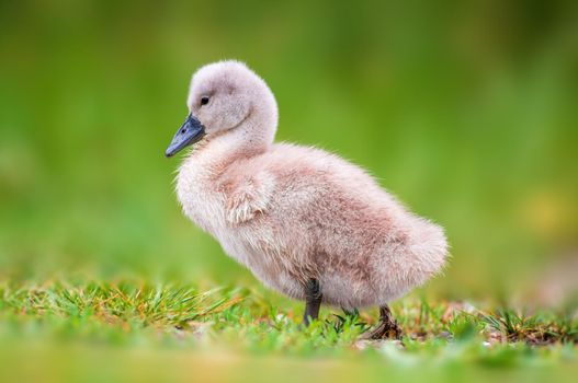 a young swan chick on a green bank