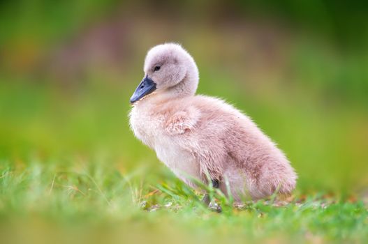 a young swan chick on a green bank