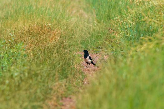 a eurasian magpie looking for food