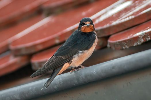 a young barn swallow at feeding
