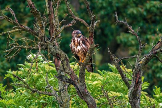 a busard on the hunt for prey