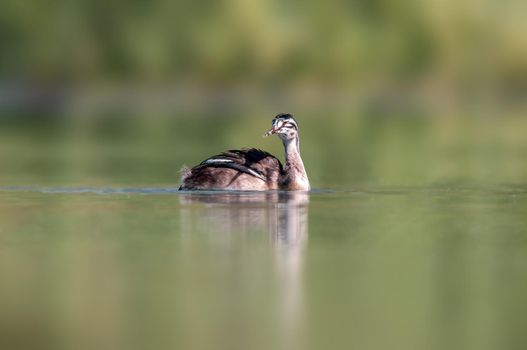 a young great crested grebe chick swims on a pond