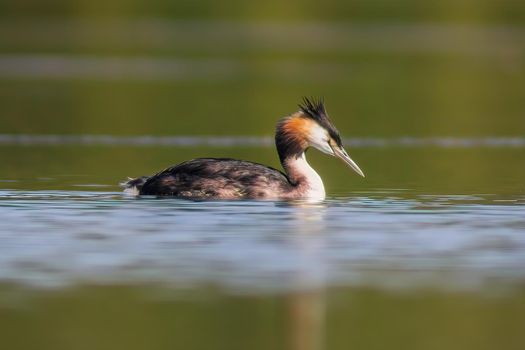 a adult great crested grebe swims on a pond