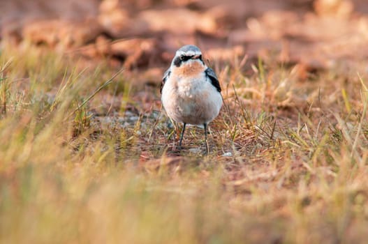 a young northern wheatear looking for fodder