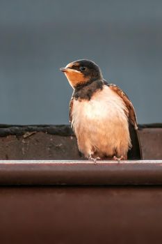a young barn swallow at feeding