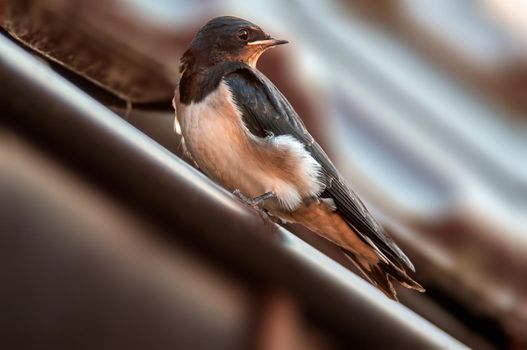 a young barn swallow at feeding