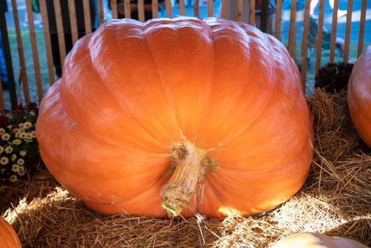 Big orange pumpkin with deep grooves and textured stem on a bed of hay at a country fair.
