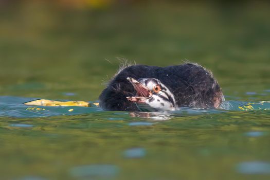 a young great crested grebe chick swims on a pond