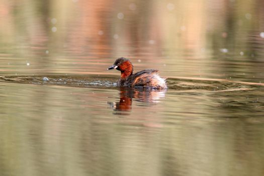 a Little Grebe swims on a pond