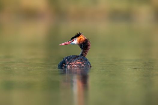a adult great crested grebe swims on a pond