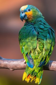 a colorful parrot sits on a branch
