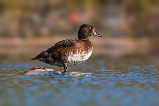 a tufted duck sunbathes on a pond