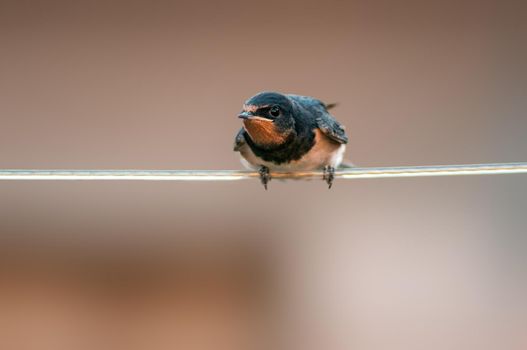 a young barn swallow at feeding