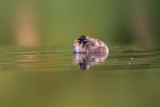 a young little grebe chick swims on a pond