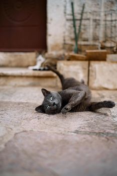 The gray cat sprawled playfully on the asphalt against the background of steps and doors. High quality photo