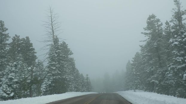 Snow and fog in wintry forest, driving auto, road trip in winter Utah USA. Coniferous pine trees, mystery view thru car windshield. Misty Bryce Canyon woodland. Calm atmosphere, milky haze in wood.