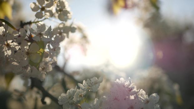 Spring white blossom of cherry tree, California, USA, Balboa Park. Delicate tender sakura flowers of pear, apple or apricot. Springtime fresh romantic atmosphere, pure botanical bloom soft focus bokeh