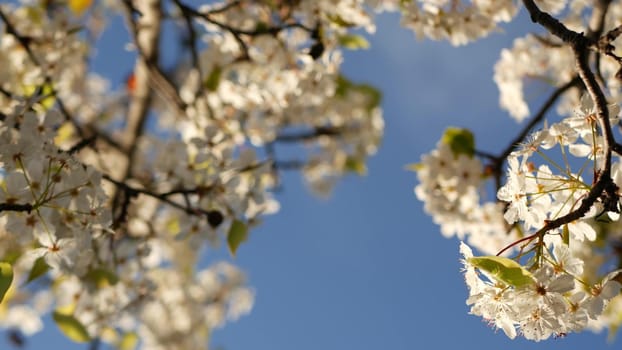 Spring white blossom of cherry tree, California, USA, Balboa Park. Delicate tender sakura flowers of pear, apple or apricot. Springtime fresh romantic atmosphere, pure botanical bloom soft focus bokeh